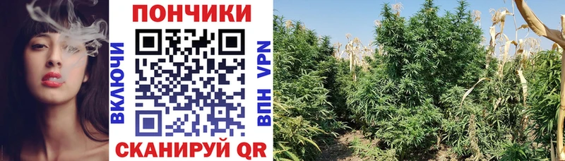 Шишки марихуана Bruce Banner Дзержинск